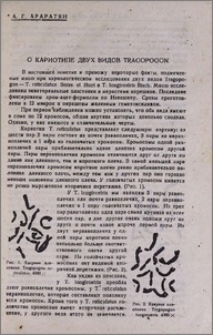 О кариотипе двух видов Tragopogon