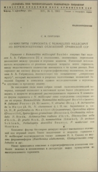 Нуммулиты горизонта с Nummulites millecaput из верхнеэоценовых отложений Армянской ССР