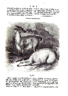 Լամա