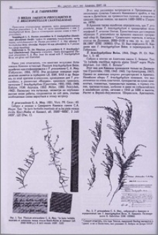 О видах Thesium procumbens и T. brachyphyllum (Santalaceae)