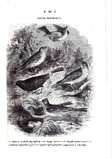 Արտուտ