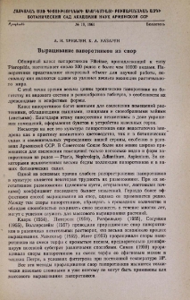 Выращивание папоротников из спор