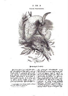 Թագագլուխ թութակ