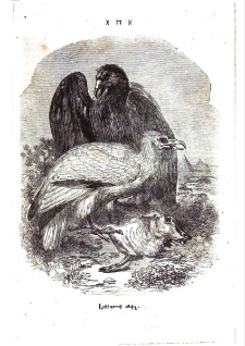 Անգղ