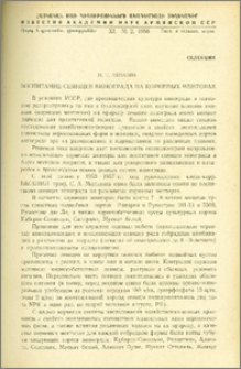 Воспитание сеянцев винограда на корневых менторах