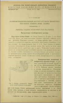 Морфофункциональный анализ органов движения песчанок (Gerbellinae, Glires)