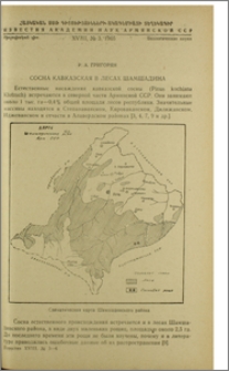 Сосна кавказская в лесах Шамшадина