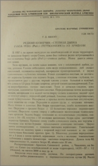 Редкий кузнечик-степная дыбка (Saga pedo (Pall.) (Tettigoniodea) из Армении