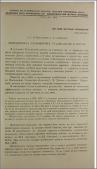 Перезимовка клубнепочек гладиолусов в грунте