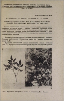 Морфолого-анатомические изменения растений томата, пораженных курчавостью листьев