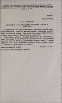 Мутант № 14 на посадках розовой герани в Армении