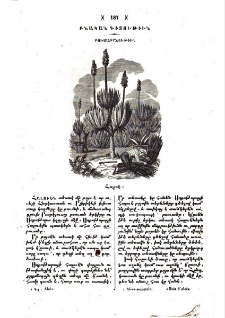 Հալուէ
