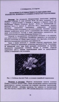 Возможность и эффективность выращивания колхикума шовицы в условиях открытой гидропоники