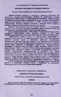Изучение физалиса в условиях Армении