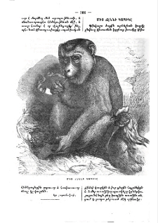 Միս ճէննի կապիկը