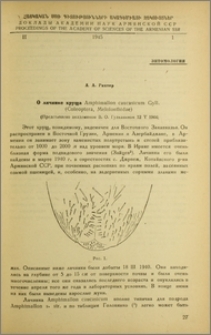 О личинке хруща Amphimallon caucasicum Gyll