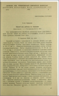 Новый вид рябины из Армении