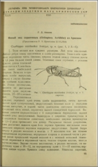 Новый вид саранчевых (Orthoptera, Acididae) из Армении