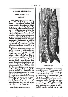 Կռնկաձուկն