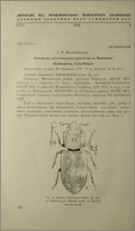 Новый вид жесткокрылых-узкотелок из Приморья (Coleoptera, Colydiidae)