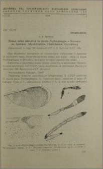 Новые виды энциртид из родов Psyllaephagus и Discodes из Армении (Hymenoptera, Chalcidoidea, Encyrtidae)
