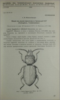 Новый вид жуков-чернотелок из Армянской ССР (Coleoptera, Tenebrionidae)