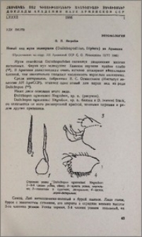 Новый вид мухи зеленушки (Dolichopodidae, Diptera)из Армении