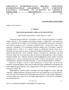 Структурная организация мембран клеток Salmonella derby