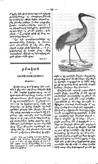 Քաջահաւ