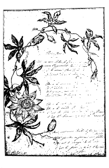 Չարչարածաղիկ