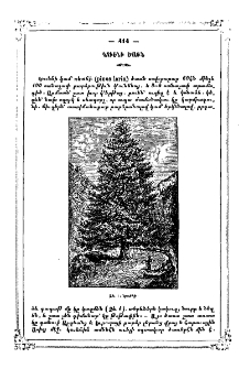 Կուենի ծառն