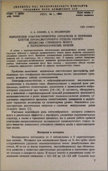 Изменения ультраструктурных синапсов и нервных клеток промежуточного отдела серого вещества спинного мозга у паратиреопривных кошек