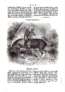 Մշկաբեր այծեամն